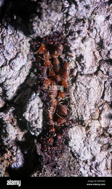 Worker Termites Repairing Mud Trail Foz Do Iguacu Brazil Stock Photo