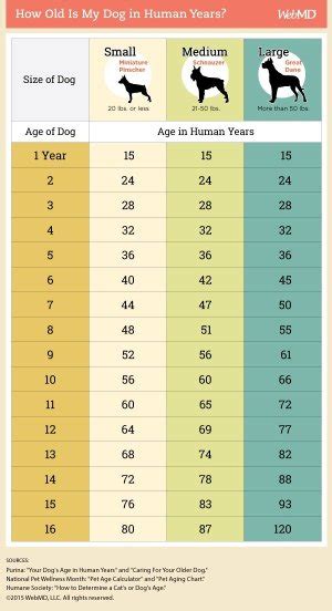 Dog food comparison with a personal touch. How to Care for Your Senior Dog and Signs Your Dog is Aging