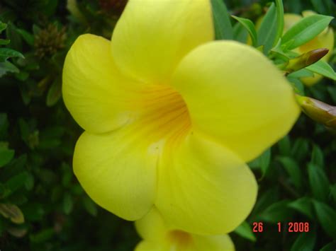 Bunga Alamanda Kuning,Golden trumpet | This flower is Allama… | Flickr