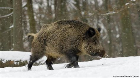 The Central European Wild Boar Sus Scrofa Scrofa Feral Pig Wild