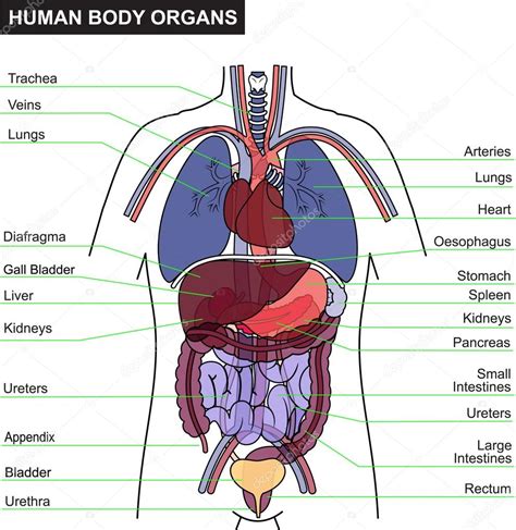 Órgão Do Corpo Humano Ilustração De Stock Por ©ixies 91250520
