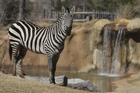 Dallas Zoo