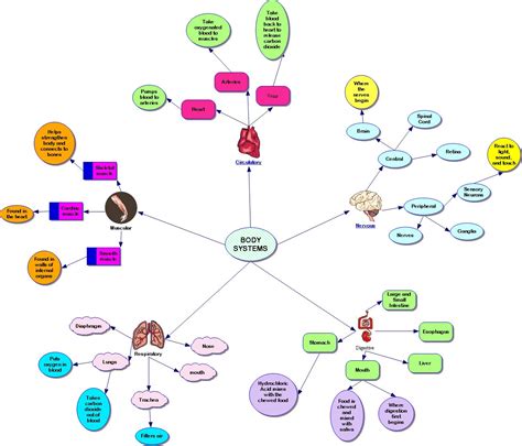 Human Body Systems Concept Map Images And Photos Finder