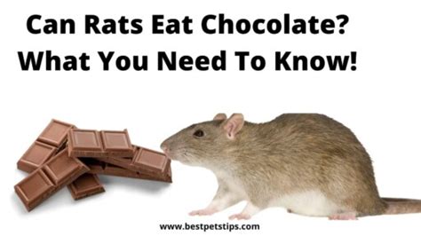 Can Rats Eat Chocolate What You Need To Know