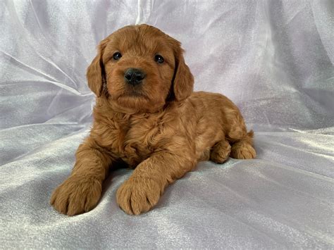 We are not a kennel but a family owned business. Miniature Goldendoodle Puppies for Sale, Iowa Breeder ...