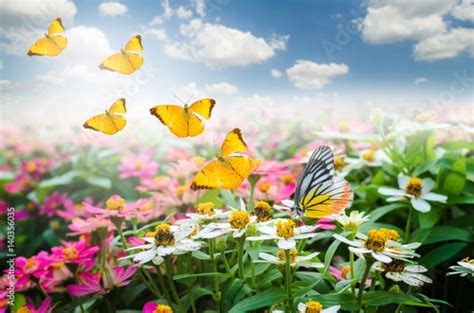 Butterfly On Colorful Beautiful Flowers With Butterfly Flying In The