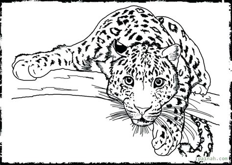 Grab Your Fresh Coloring Pages Realistic Animals Download