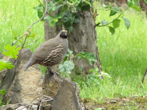 Voice In The Garden Weekend Harvest And California Quail