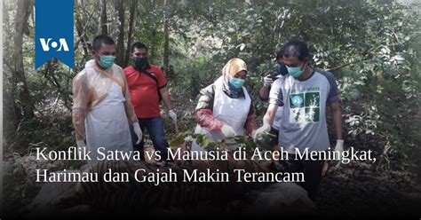 As is gajah in english? Konflik Satwa vs Manusia di Aceh Meningkat, Harimau dan ...