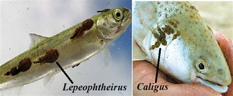 Parasitic Leeches And Copepods On Fish Uttaranchal Pg College Of
