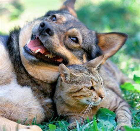 Pet insurance helps to pay for veterinary treatment for your pet so you can concentrate on getting them on the road to recovery. Pet Insurance - Vet in Pickrell | Pickrell Veterinary Clinic