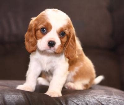 Adorable And Lovely Cavalier King Charles Spaniel Puppies For Adoption