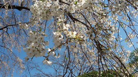 Korea selatan punya dua andalan taman hiburan, yaitu lotte world dan everland. bunga: taman bunga sakura di korea selatan
