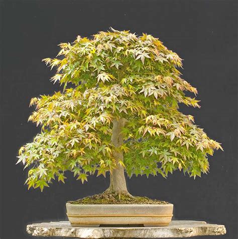 Those leaves are stunningly beautiful. Walter Pall Bonsai Adventures: January 2012