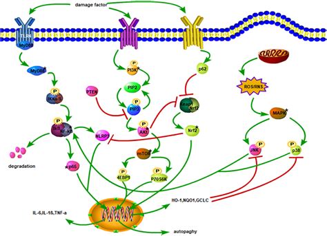 Frontiers Quercetin Can Improve Spinal Cord Injury By Regulating The