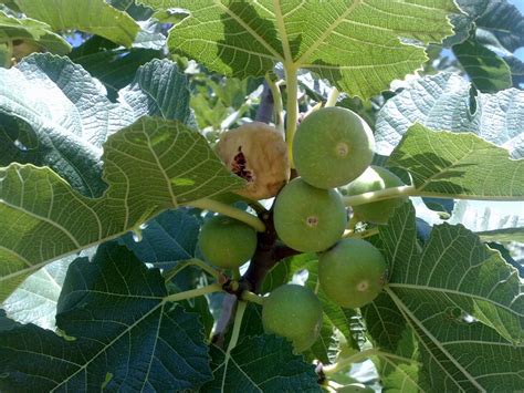 Fig leaf mosaic, leaf and fig necrotic spot are often symptoms of fmv infection(s). Fig Mosaic Virus Looms in Estahban | Financial Tribune