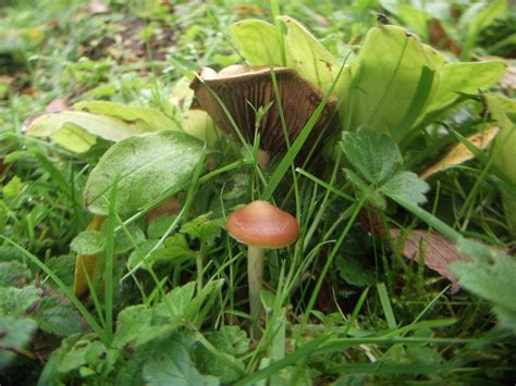 Uk Magic Mushroom Thread 2011 Mushroom Hunting And