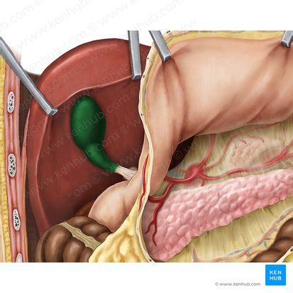 Right Upper Quadrant Anatomy Organs And Causes Of Pain Kenhub