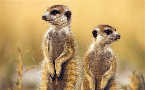 Meerkats Botswana Hd Wallpapers