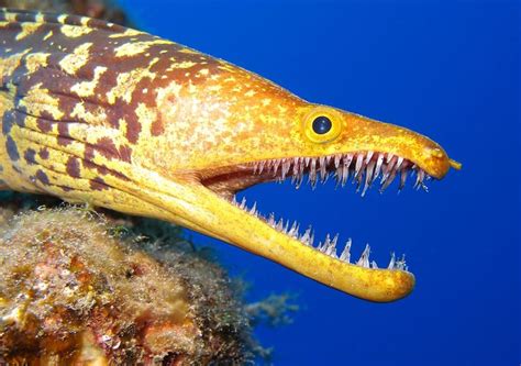 Fangtooth Moray Eel Underwater Creatures Shark Photos Ocean Creatures