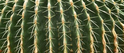 Close Up Of Thorn Cactus Texture Stock Photo Image Of Environment
