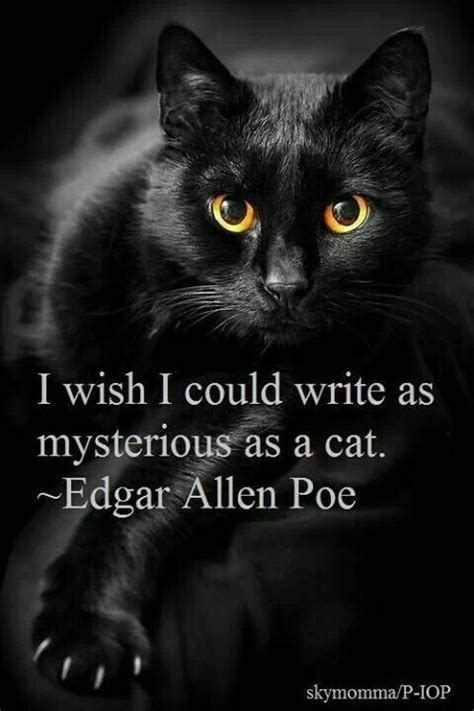 The Black Cat Edgar Allan Poe Quotes Quotesgram