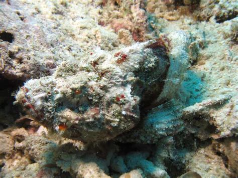 Stone Fish