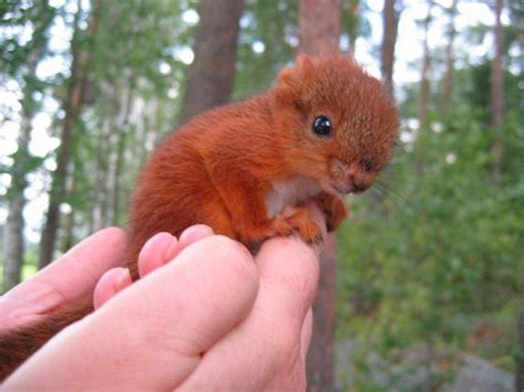 Animal Life On Twitter Baby Squirrel Cute Animals Cute Animal Pictures