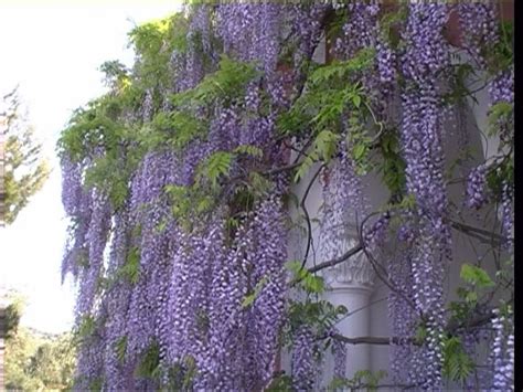 I suoi fiori a grappolo, bianchi, lilla, viola o blu, sono l'ideale per abbellire pergole e verande. Glicine - VerdeOstuni