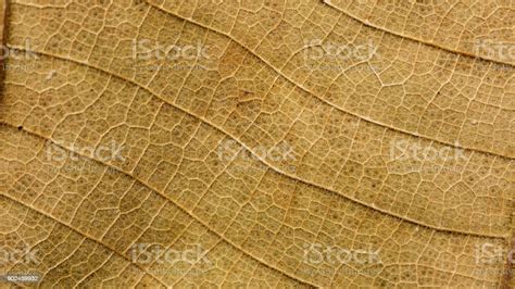 Close Up Of Dry Teak Leaves For A Background Stock Photo Download