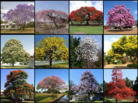 Types Of Flowering Trees