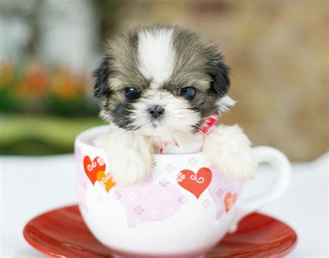 23 Miniature Pups In Cups Cute Dogs Teacup Puppies Teacup Animals