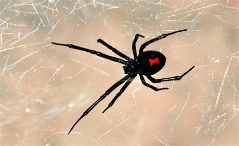 • el cuerpo de una viuda negra h e mbr ay dult sá o m enos ½ dl ap g largo. La viuda negra: Síntomas y tratamiento para su picadura ...