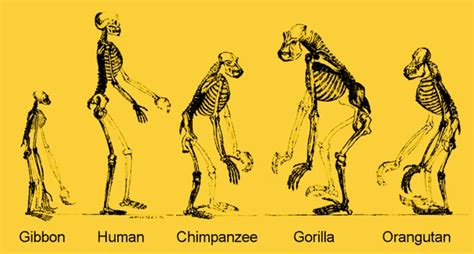 Re Thinking Evolution If We ‘evolved From Apes Why Do They Still