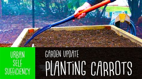 Planting Carrots In Raised Garden Beds Garden Update Youtube