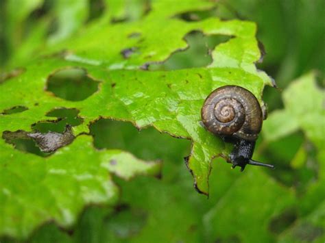 Flowers for vegetable garden pest control. Vegetable Garden Pest Control Tricks Every Gardener Needs ...