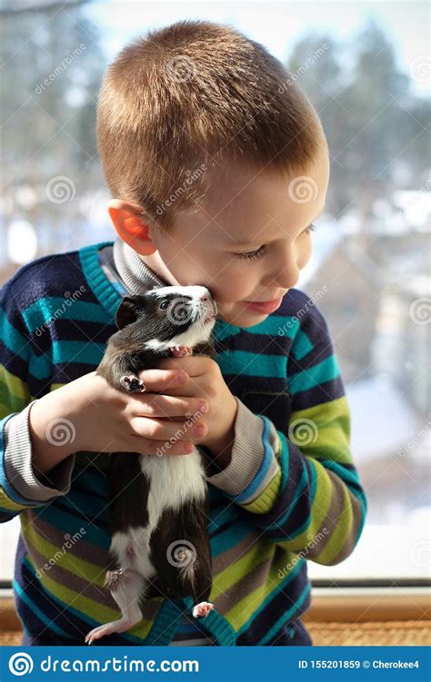 Cute Child Playing At Home With His Pet The Guinea Pig Stock Image