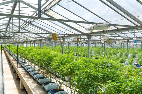 Cannabis Security Services in Pittsburgh PA - RiP Security Group