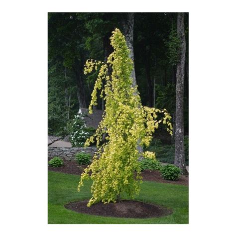 Fagus Sylvatica Aurea Pendula Golden Weeping European Beech Broken