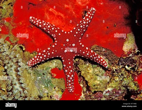 Fromia Monilis Fromia Sea Star Asteroidea Echonodermata Red Sea Stock