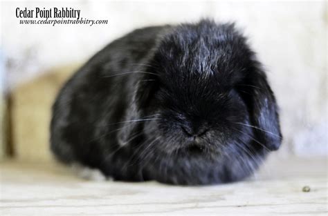 Glossy Black Holland Lop Bunny Cutest Bunny Ever Just Adorable