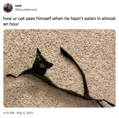 The Funniest Tweets About Cats Part 2