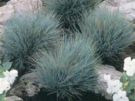 100 Ornamental Blue Fescue Grass Seeds Etsy