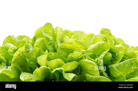 Lettuce Green Leaf Salad Isolated On White Lettuce As A Nature