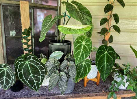 National Indoor Plant Week The Best Plants For Your Space Rockledge Gardens