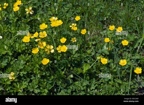 Creeping Buttercup Ranunculus Repens In Flower Stock Photo Alamy