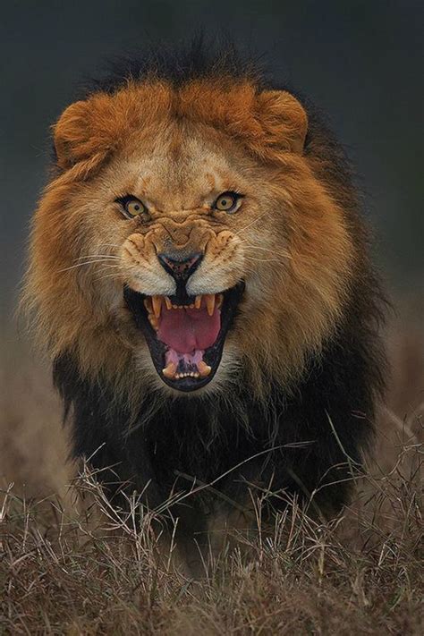 Fierce Lion Animals Pinterest