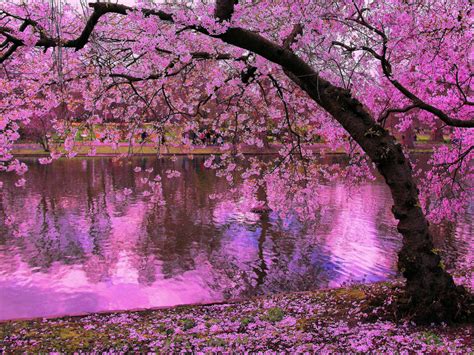 Spring Blooming Trees, Pink Blossoms Of Cherry River Reflection In