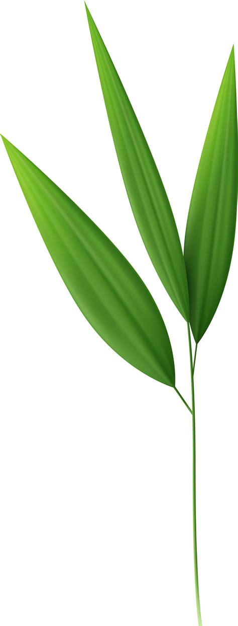 Bamboo Clipart Bamboo Leaf - Bamboo Leaves Transparent Background - Png Download - Full Size ...