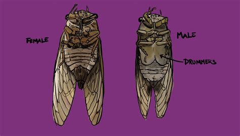 cicada sex education — dataclassroom